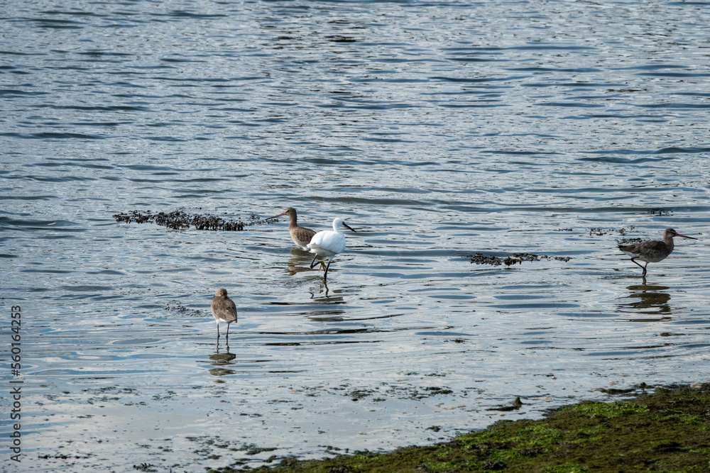 Fototapeta premium little egret and black tailed godwits in the sea