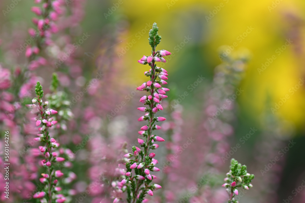 カルーナという耐寒に強いかわいい植物 カルーナという耐寒に強いかわいい植物