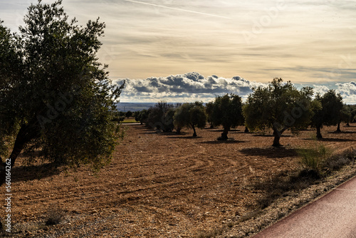 olive grove in arganda del rey madrid photo