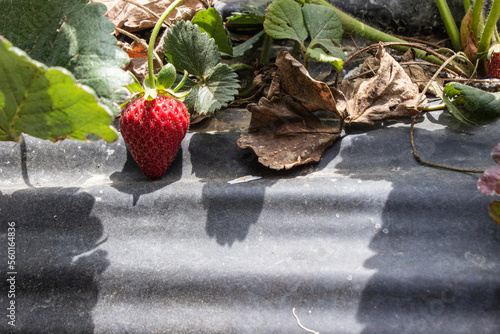 Strawberry at the field