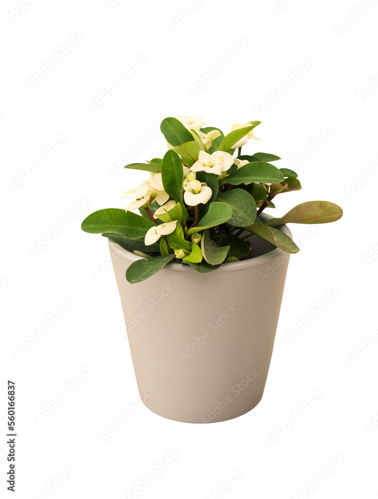 Fototapeta premium Cut out poinsettia plant in a pot, home decoration isolated