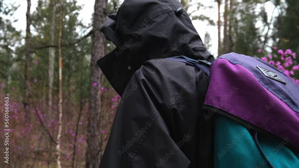 traveler wearing a hood and a backpack hiking through the forest in early spring. rhododendron blooms all around. active walks in nature. closeup. slow motion. traveler wearing a hood and a backpack hiking through the forest in early spring. rhododendron blooms all around. active walks in nature. closeup. slow motion.