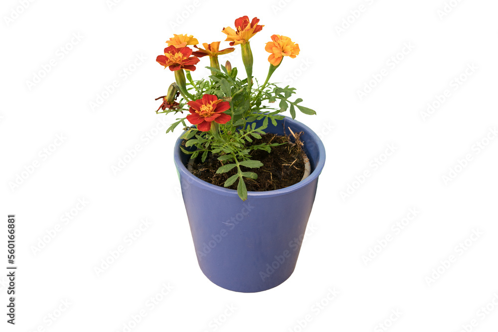 Cut out tagete plant in a pot, home decoration isolated