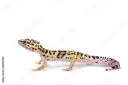 Iranian Fat-Tailed Gecko white background