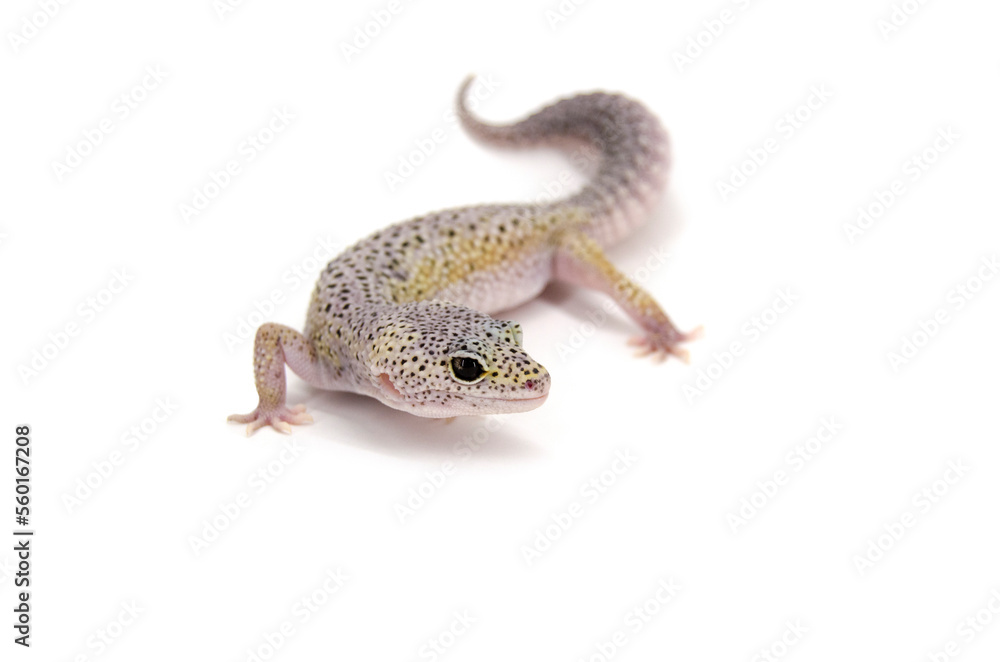 Obraz premium Leopard gecko white background