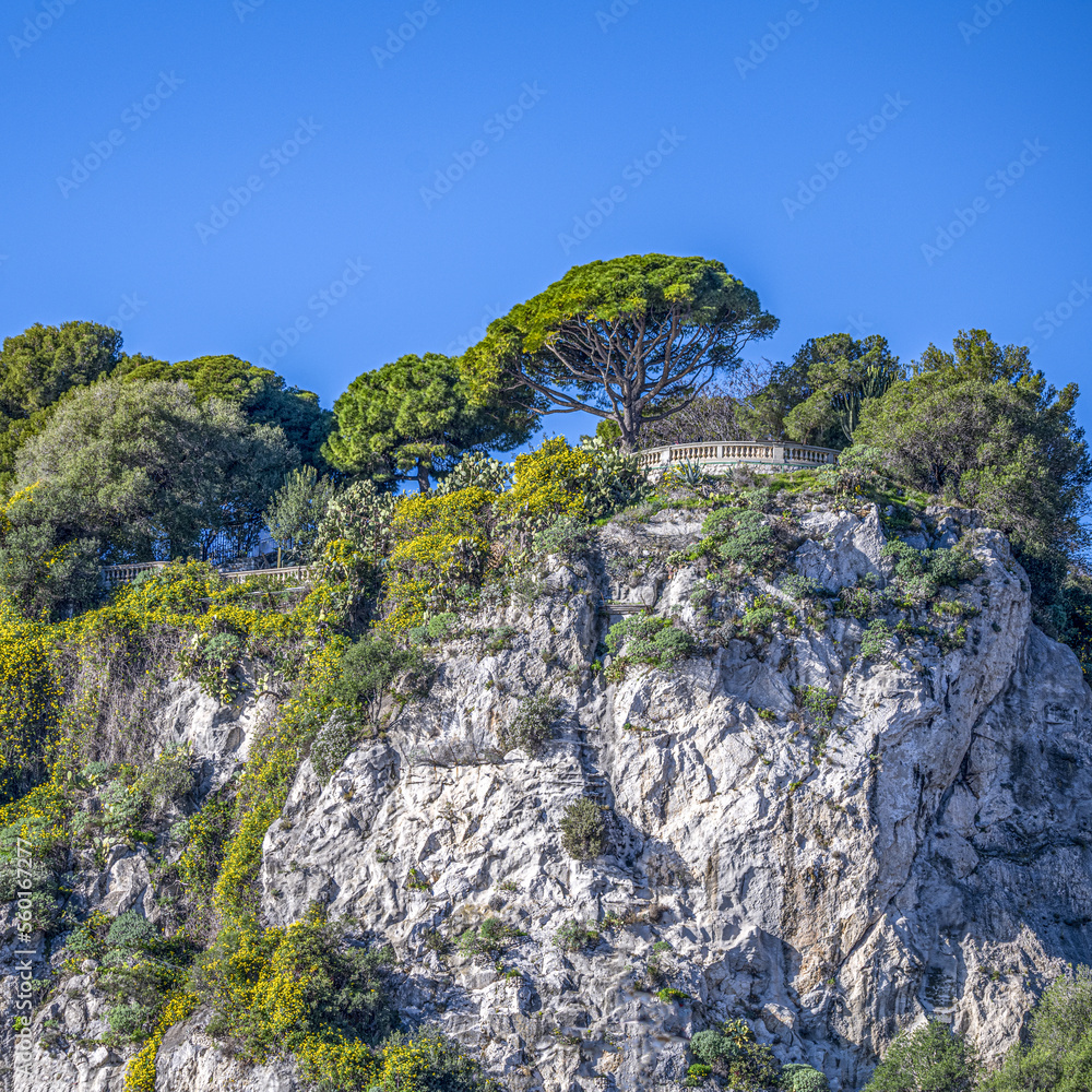 La colline du château à Nice recouverte de fleurs jaunes La colline du château à Nice recouverte de fleurs jaunes