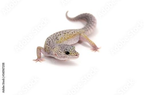 Leopard gecko white background