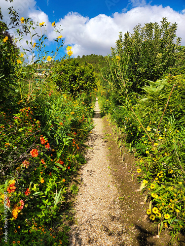 path in the forest