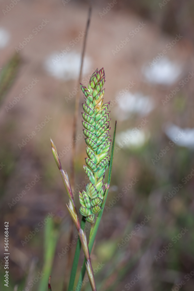 (Tribolium uniolae) Koring grass during spring, Cape Town, South Africa (Tribolium uniolae) Koring grass during spring, Cape Town, South Africa