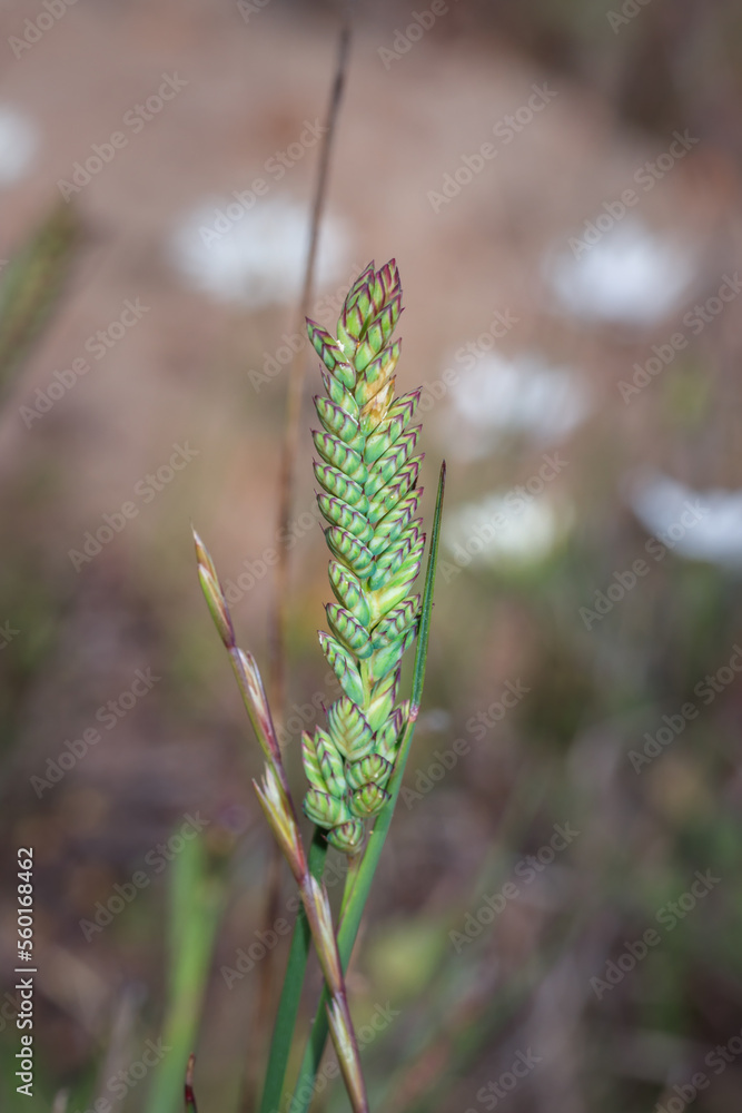 (Tribolium uniolae) Koring grass during spring, Cape Town, South Africa