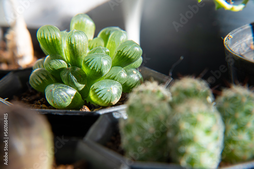 ハオルチア　オブツーサ