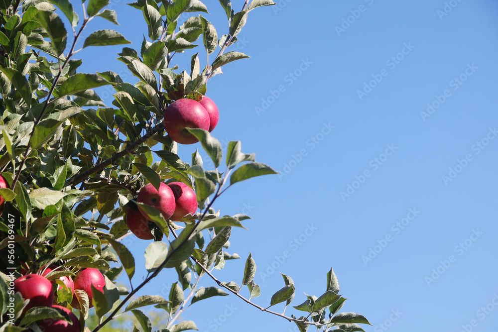 A ripe apple on the tree in autumn season
