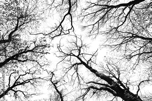 Forest black and white. Black trees on white. Tree and branches silhouette. Forest during winter. Tree wallpaper