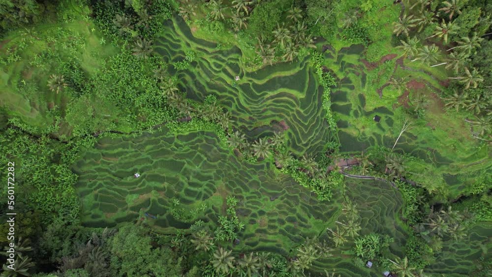 Small rice terraces nested at slopes of green gorge, aerial shot. Camera look straight down, spin around and descent. Scenic landscapes at central areas of Bali Island