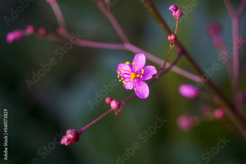 Closeup of Talinum paniculatum flower  photo