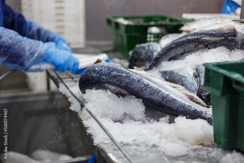 Closeup view of fresh salmon in ice.