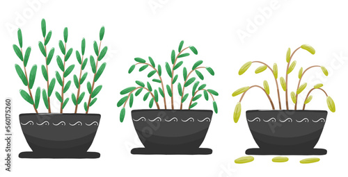 Set with fresh and dry home flower. Plant wither process