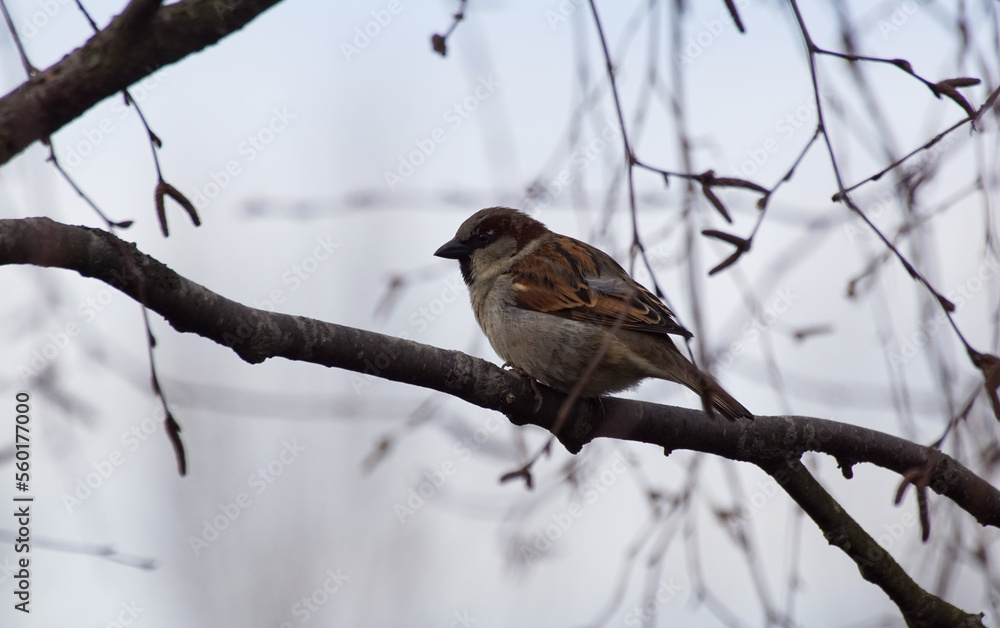 Obraz premium female house sparrow