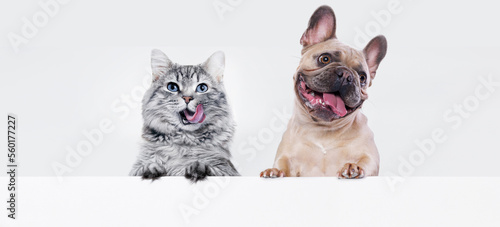 Funny large longhair gray kitten with beautiful big eyes and dog of the French Bulldog breed on white table. Lovely fluffy cat licking lips. Free space for text. Mockup for your product. 