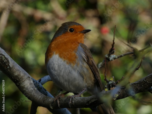 robin on a branch © Christopher