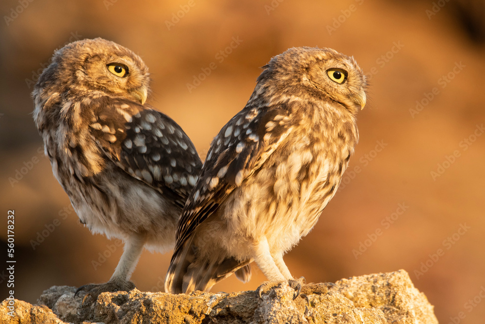Cute little owls resting on rock Cute little owls resting on rock