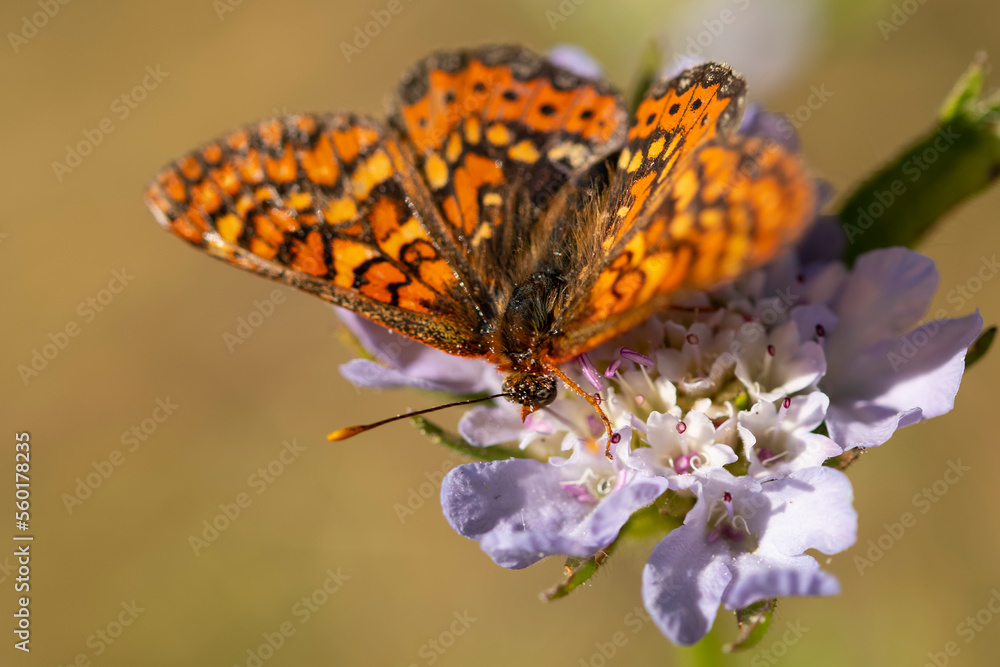 Orange butterfly sitting on flower Orange butterfly sitting on flower