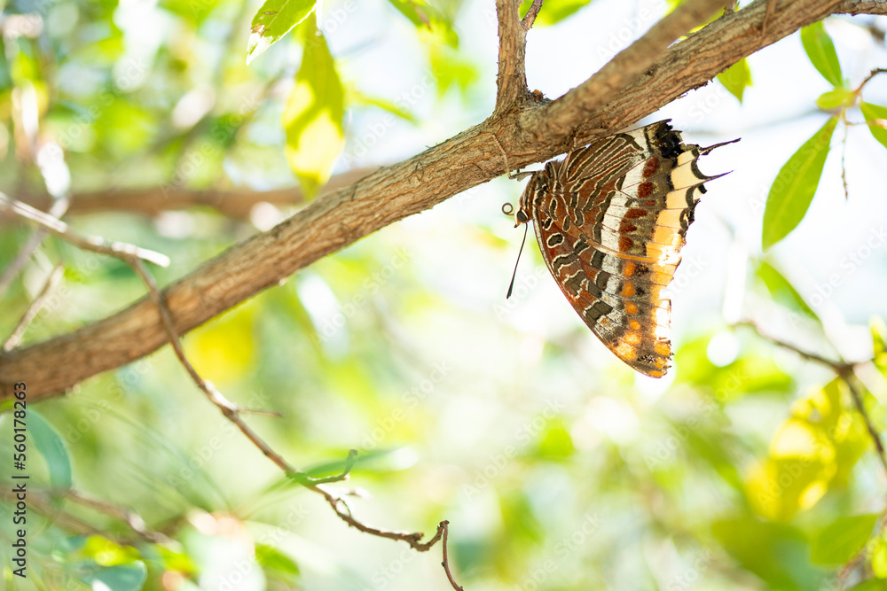 Exotic butterfly resting on thin tree branch Exotic butterfly resting on thin tree branch