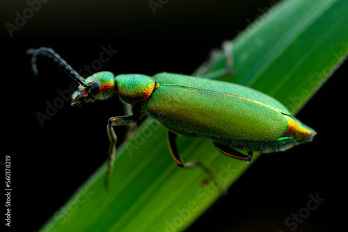 Green Lytta vesicatoria beetle sitting on leaf in nature photo