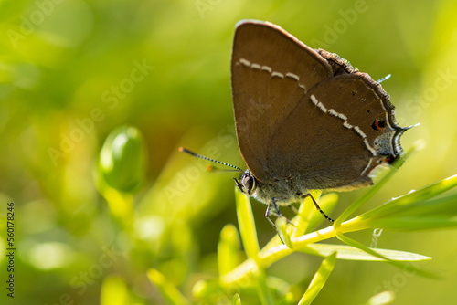 Butterfly sitting on green leaf photo