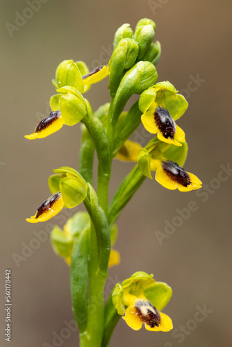 Wallpaper Mural Wild yellow bee orchid growing in field Torontodigital.ca
