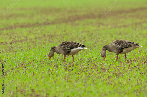 Greylag Geese, Scientific name: Anser anser.  Two Greylag geese, part of a larger flock, grazing on farmland and destroying farmers'  crops as the crops start to push through the soil.   Copy space.
