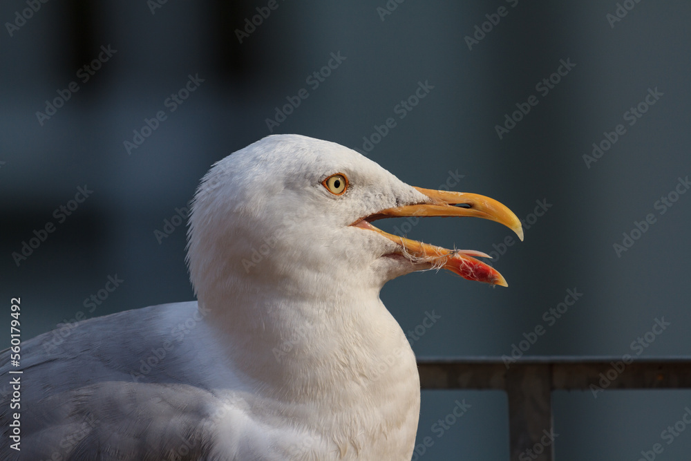 Seagull Seagull