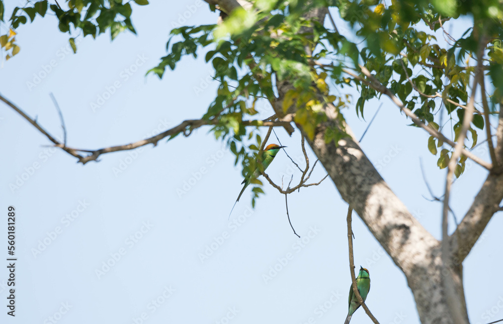 Fototapeta premium Green Bee-eater