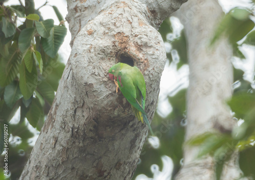 Alexandrine Parakeet