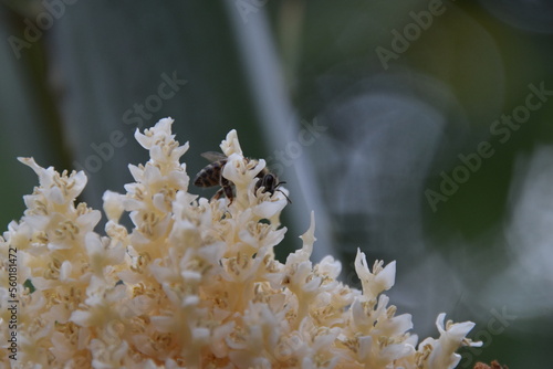 apis melifera sipping nectar from date palm flowers with green background