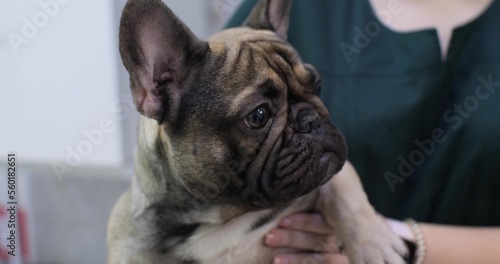 The doctor holds a funny bulldog in his arms. Cute dog looks away. French bulldog at a doctor's appointment in a veterinary clinic. The doctor carefully holds the dog in his arms.