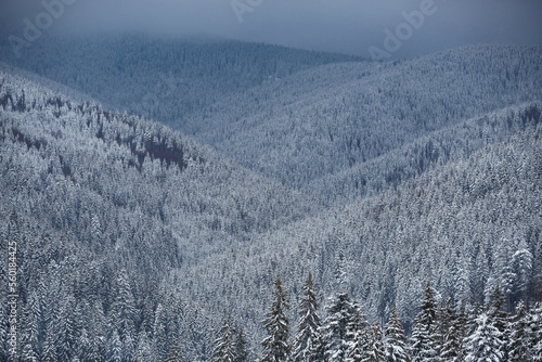 Carpathian mountain range covered with snow. Beautiful winter landscape of frozen forest trees on steep hills of Carpathians in Western Ukraine.