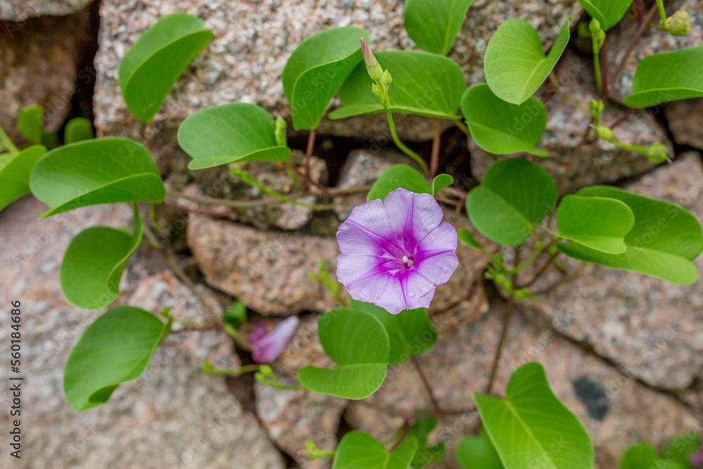 Exotic Tropical Flower White Resort, Travel Vacations Luxury Freshness Maldives Thailand, Indonesia Bora Bora Sri Lanka Bali Dominican Republic as background Jamaica Cuba Hawaii Egypt