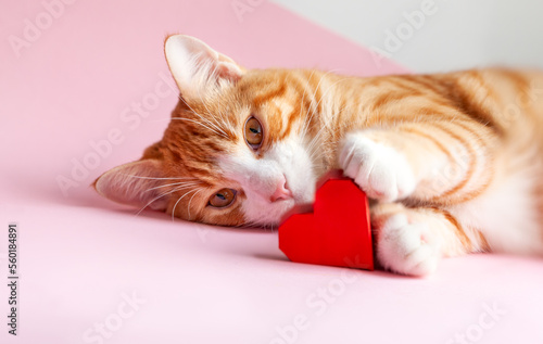 Ginger tabby cat with a red heart lying on a pink background. Greeting card for Valentines day. Сoncept help homeless animals