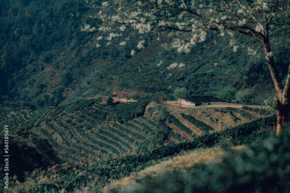 vineyard vineyard