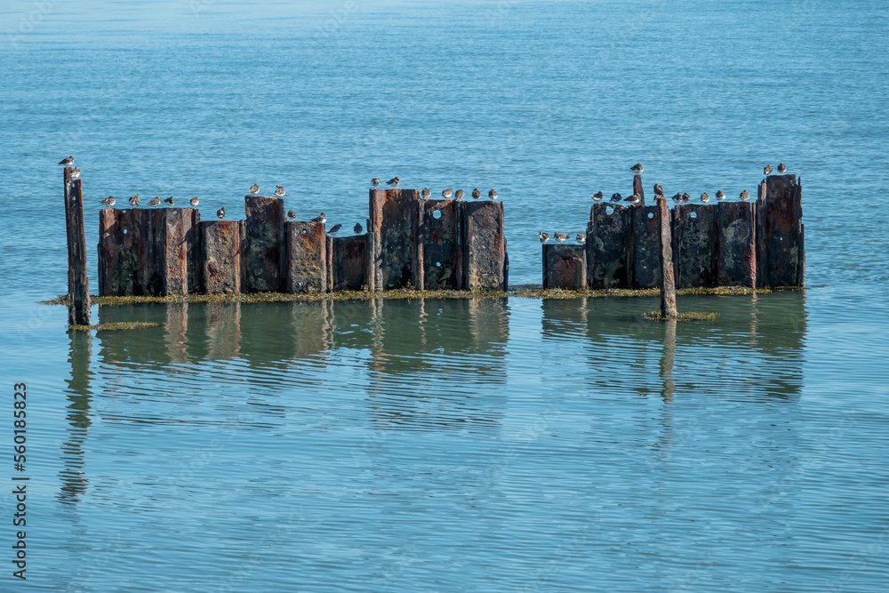 turnstones perched on skeletal remains of old pier at Keyhaven and Lymington nature reserve Hampshire England