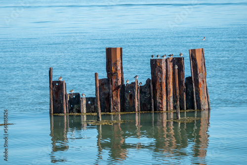 turnstones perched on skeletal remains of old pier at Keyhaven and Lymington nature reserve Hampshire England © Penny