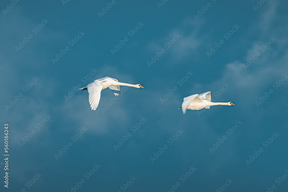 Swans migrating to south from Latvia in nordic Europe. Majestyc wing span with vibrant blue sky in background.