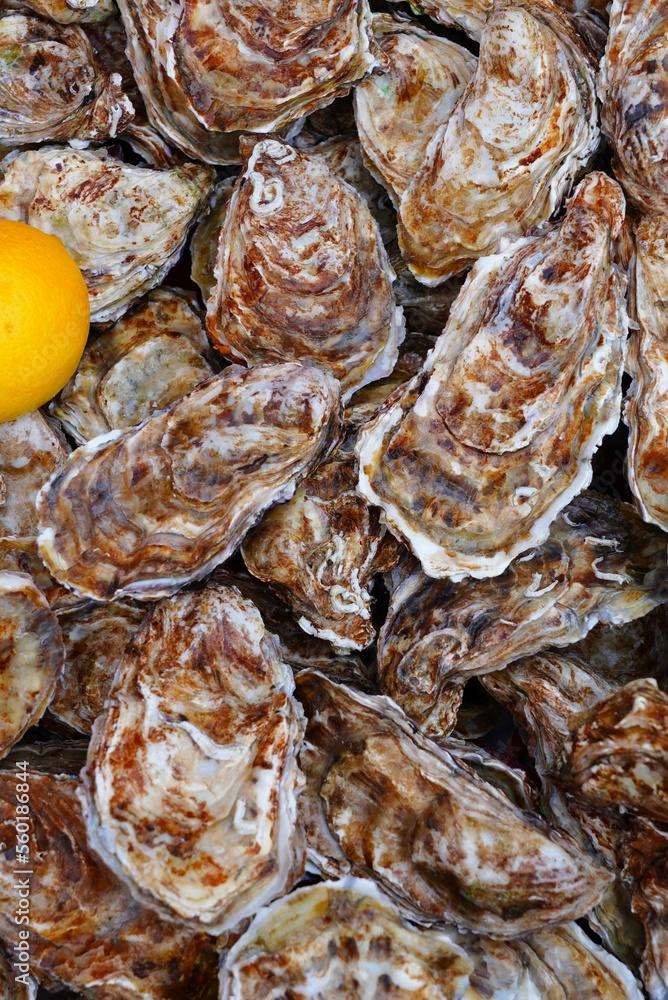Basket of fresh raw oysters from Cancale in Brittany, France Basket of fresh raw oysters from Cancale in Brittany, France