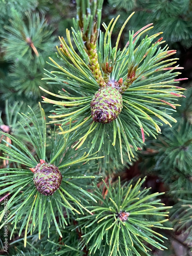 pine tree branches pine tree branches