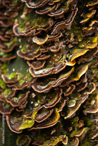 Mushrooms parasites on trees close-up in the forest. Moss on the bark of a tree. Tropical mushrooms.