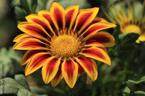 blooming gazania flowers or african daisy in a garden on green background