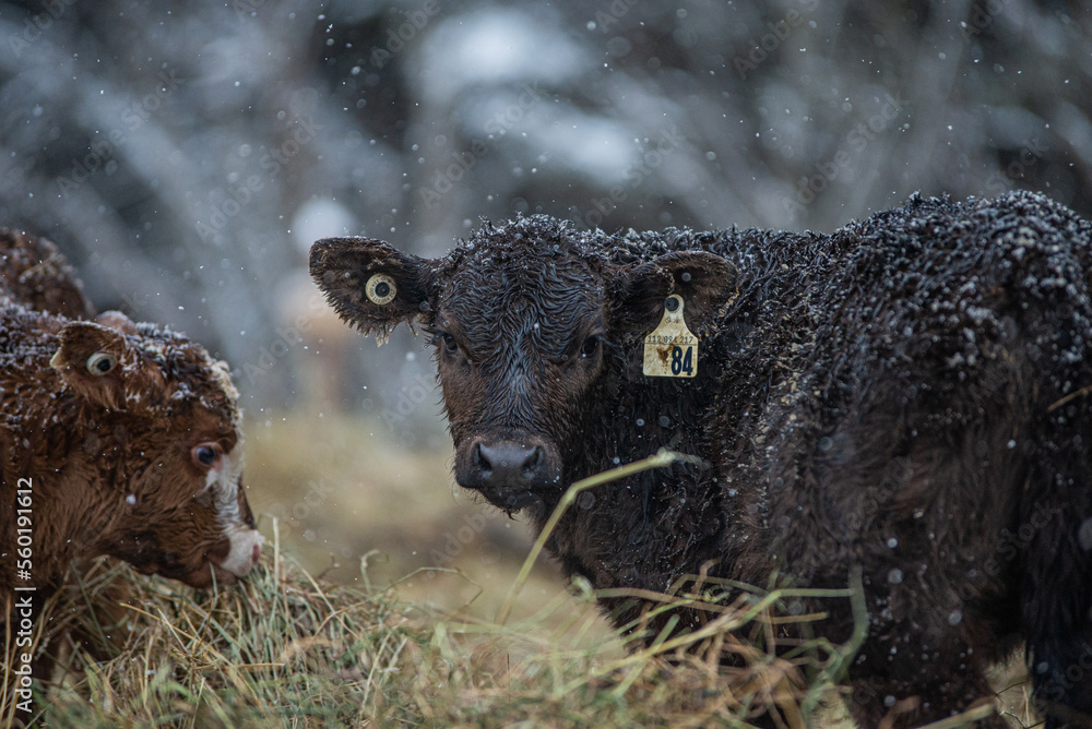 Fototapeta premium Close up on a young black cow