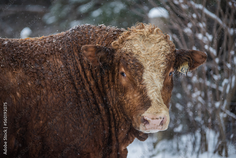 Large simmental bull cow outside in winter Large simmental bull cow outside in winter