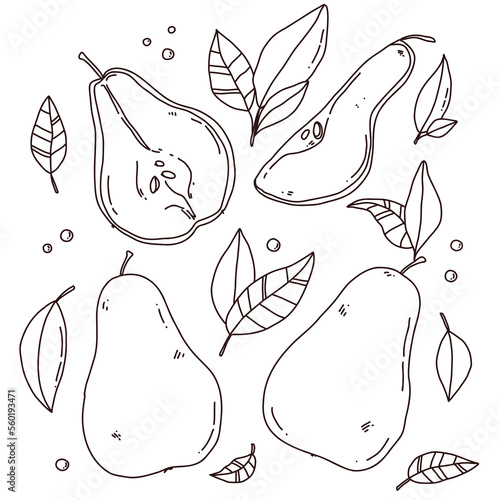 set with pear line. Vector hand drawn illustration